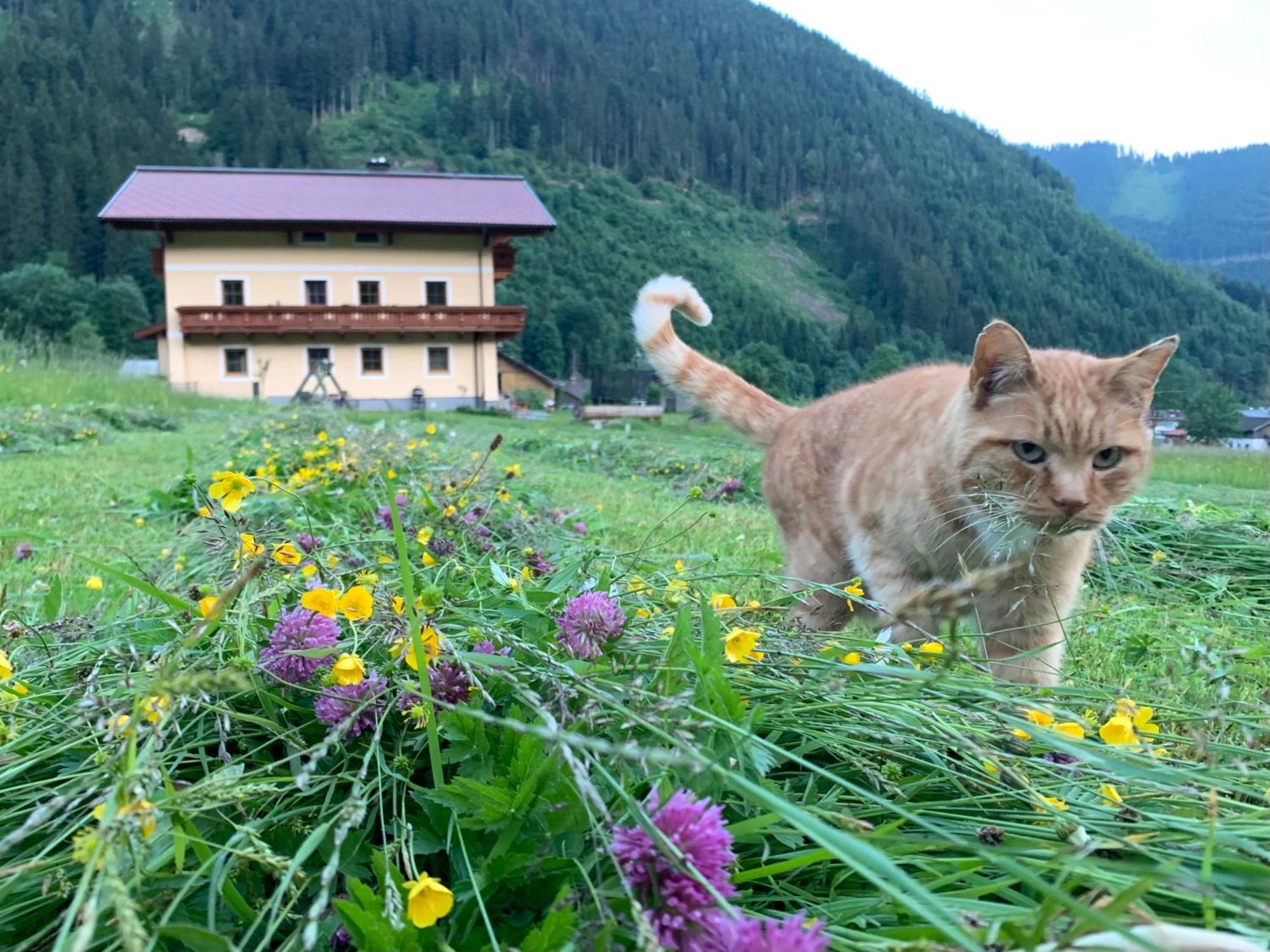 Alpen Appartements Oberlehengut Werfenweng Kültér fotó